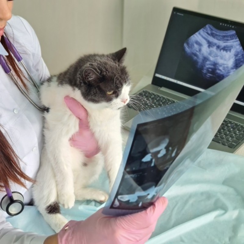 Pet Ultrasound Service Image